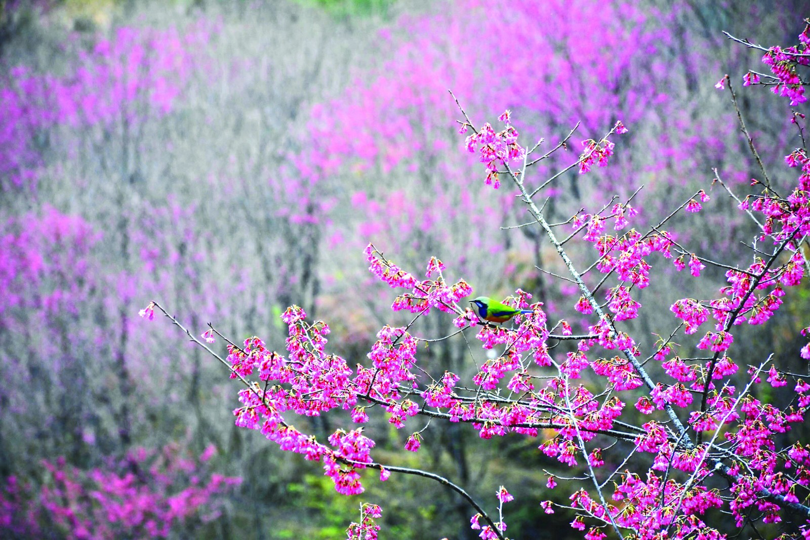 春色满园  梁朝权摄于相垵.jpg