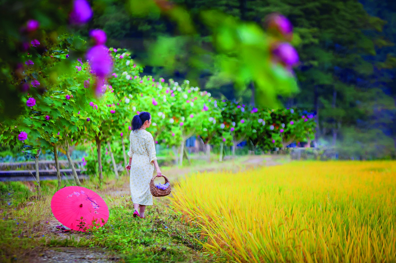 秋天的色彩　　王建德摄于美湖上岸村.jpg