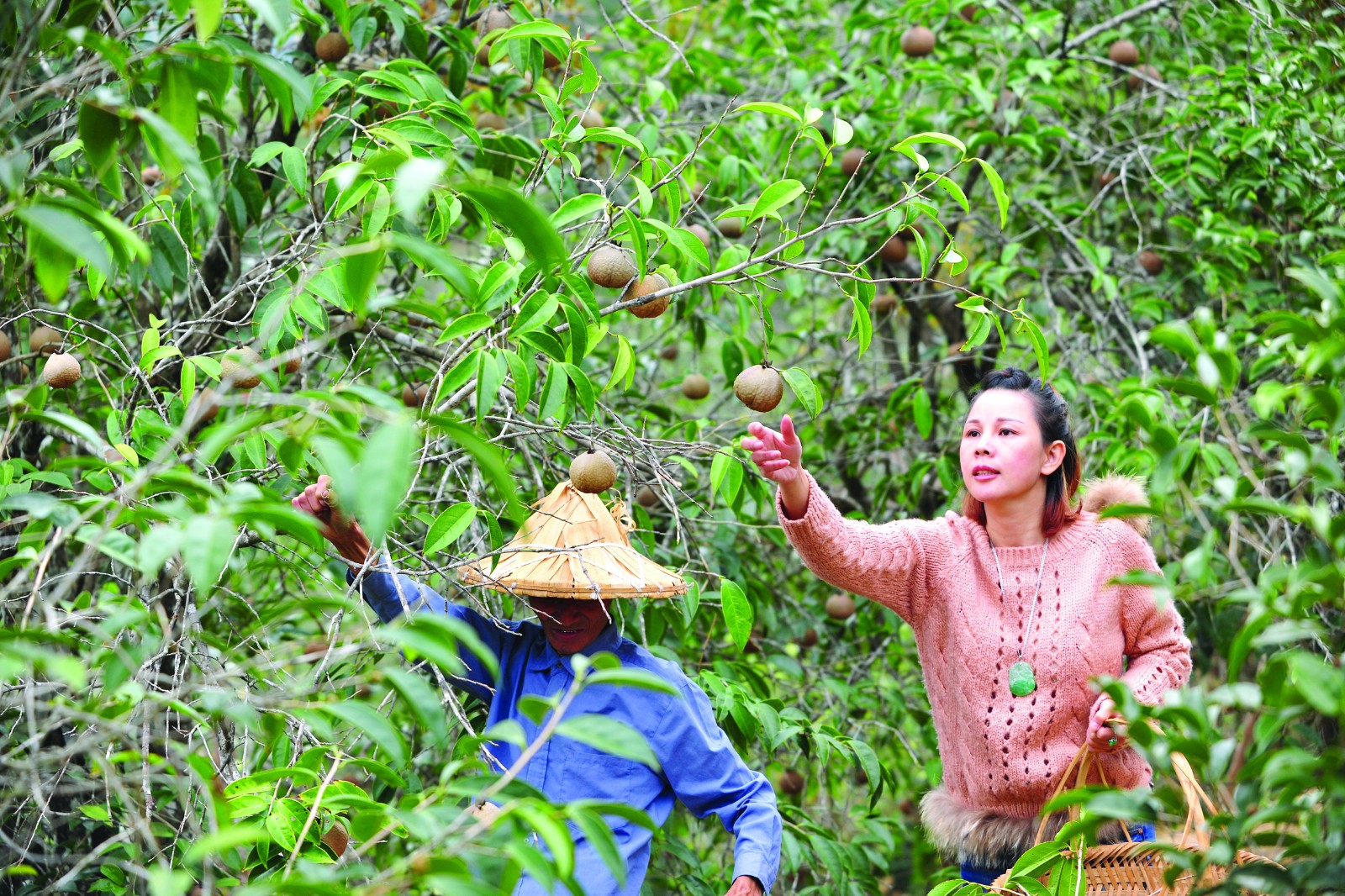 水口祥光大果油茶成熟，油茶果飘香四溢.JPG