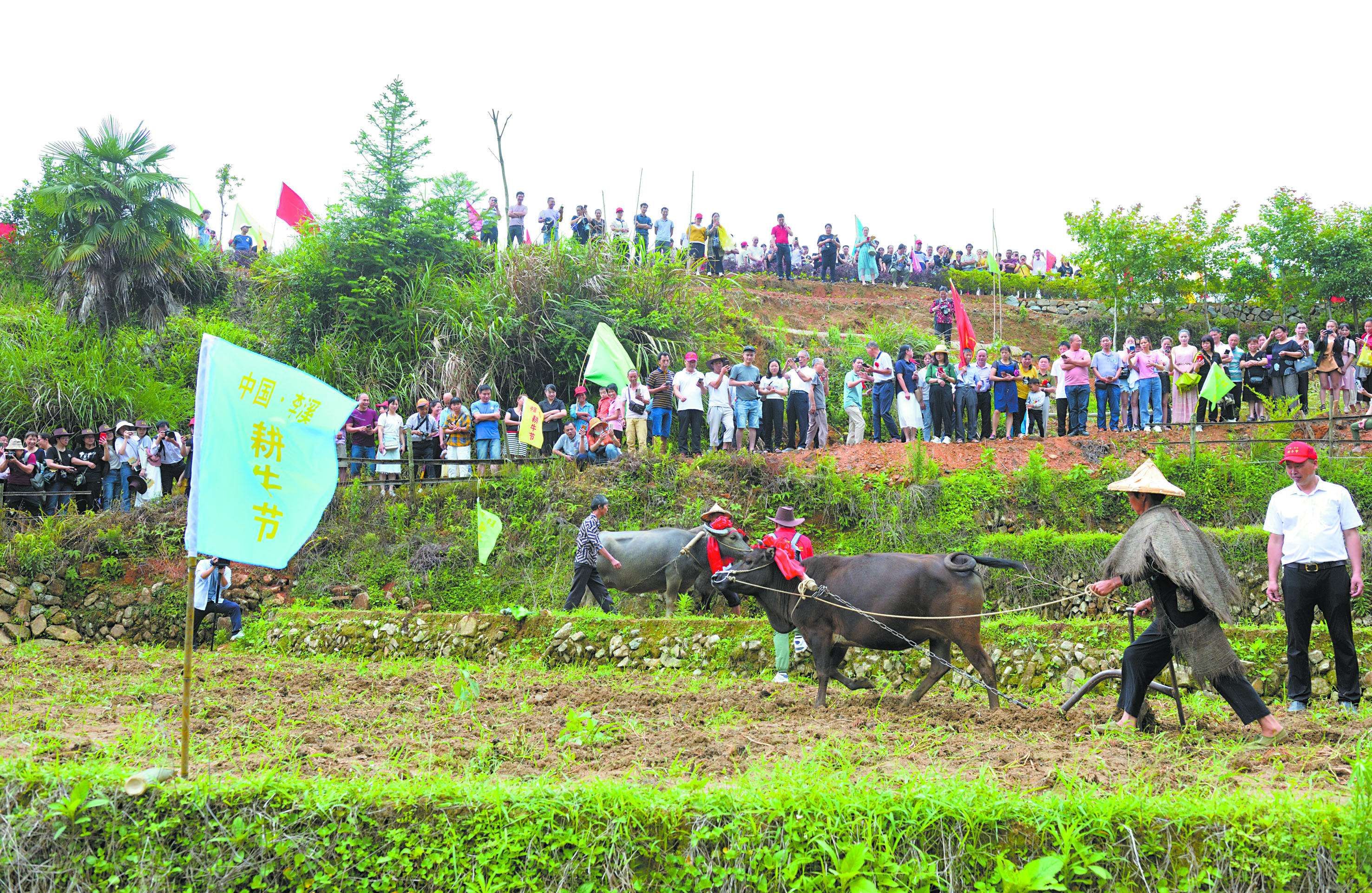 犁田比赛现场人头攒动.jpg