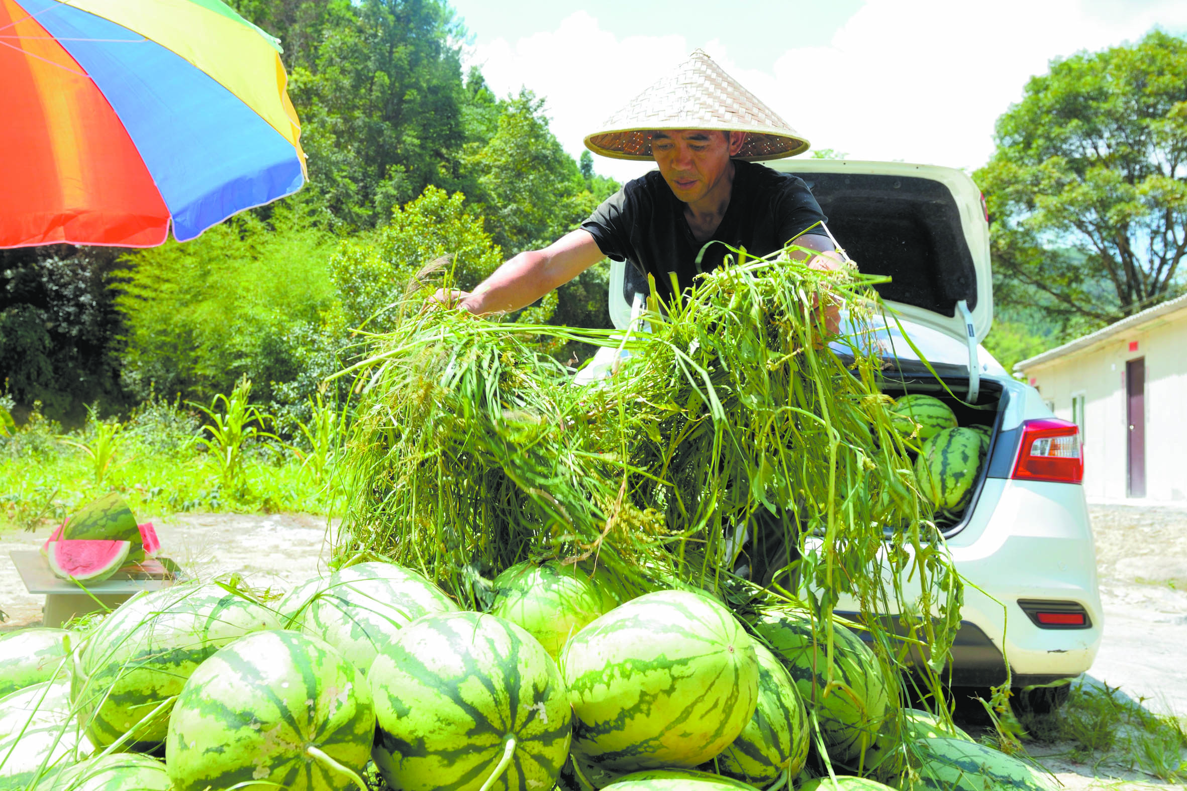 村民为西瓜铺盖杂草防晒.jpg