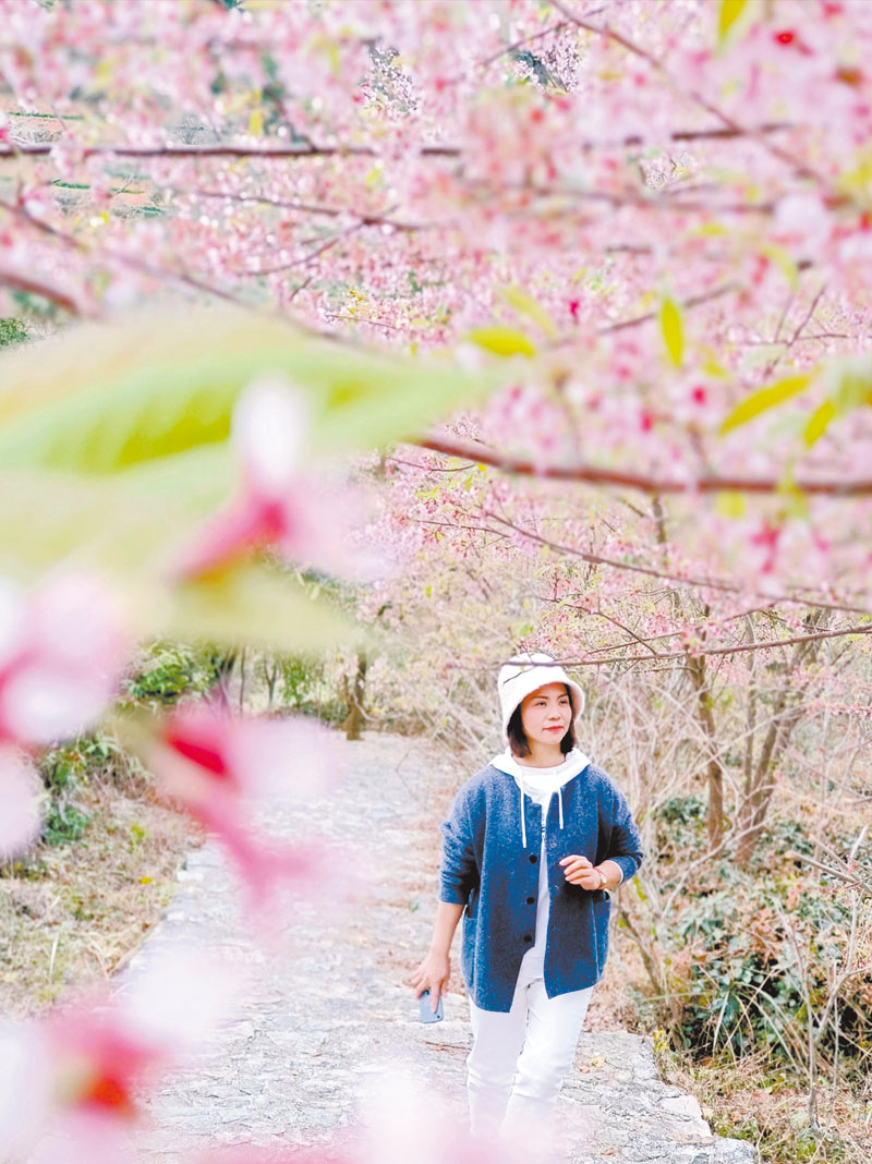 花开迎新　　安然摄于龙浔英山村江山美人茶园.jpg