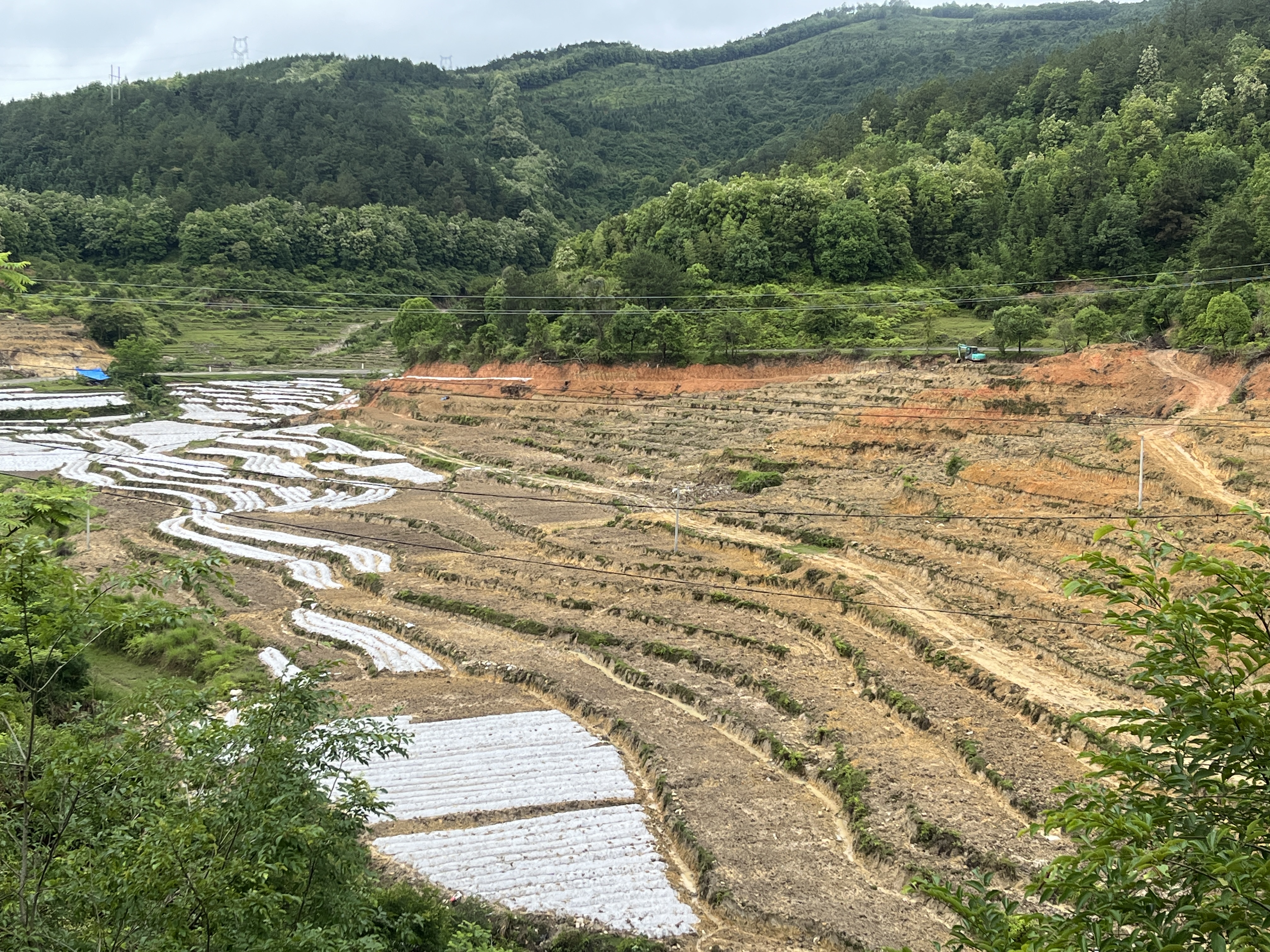 撂荒山垅田复垦复耕,一派生机勃勃的景象.jpg