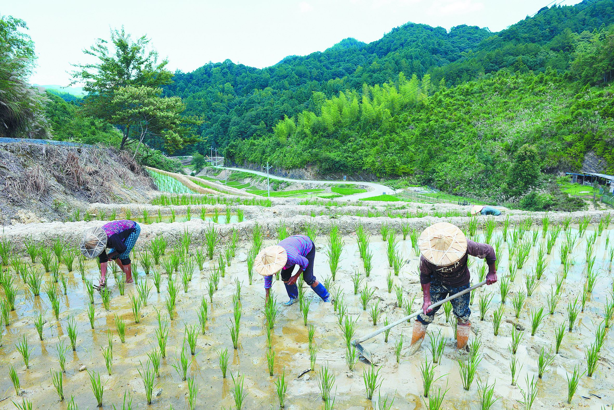 村民们正在地里翻土、锄草，有序进行耕耘作业。.jpg