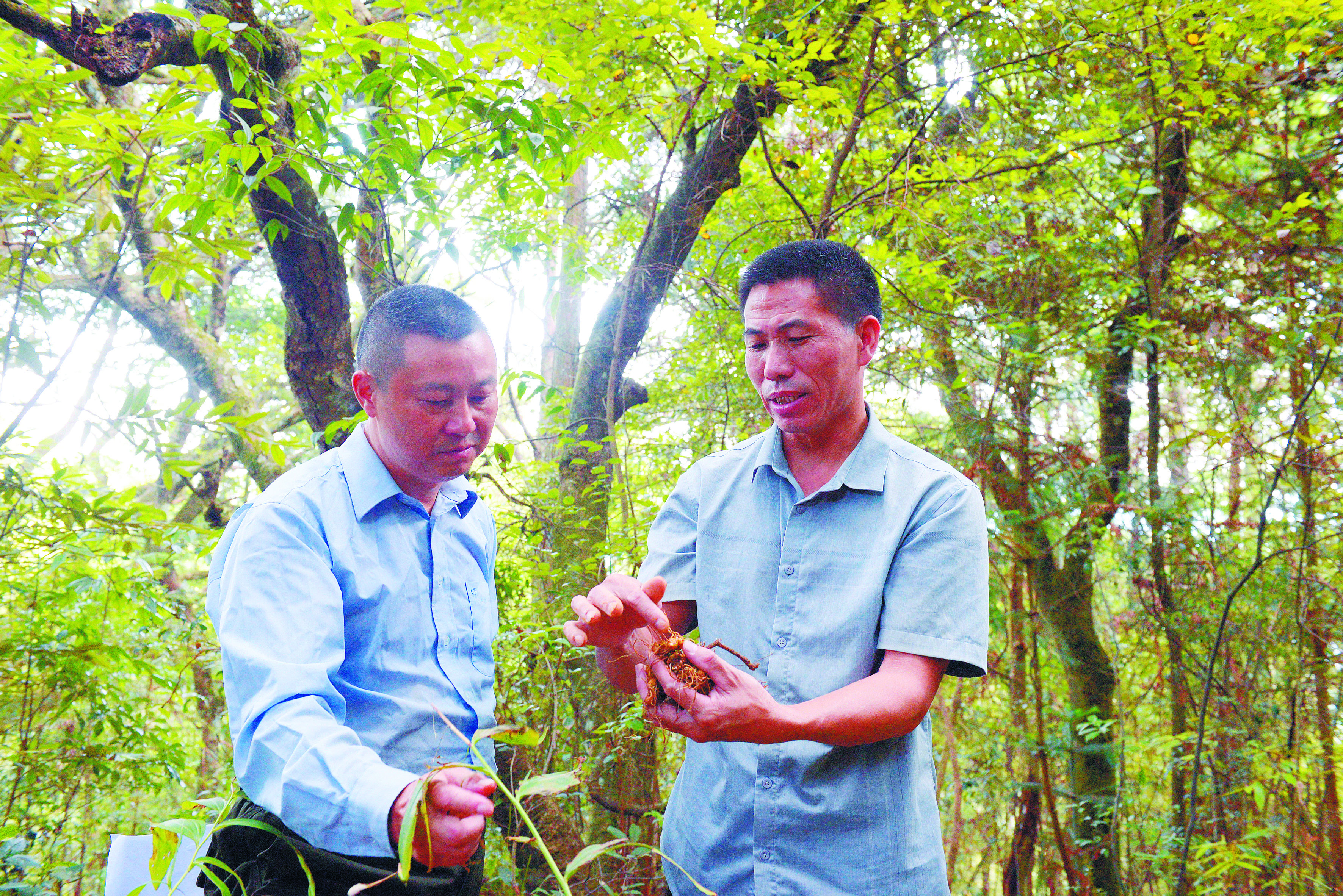 陈利忠与林业站工作人员检查黄精种植情况.jpg