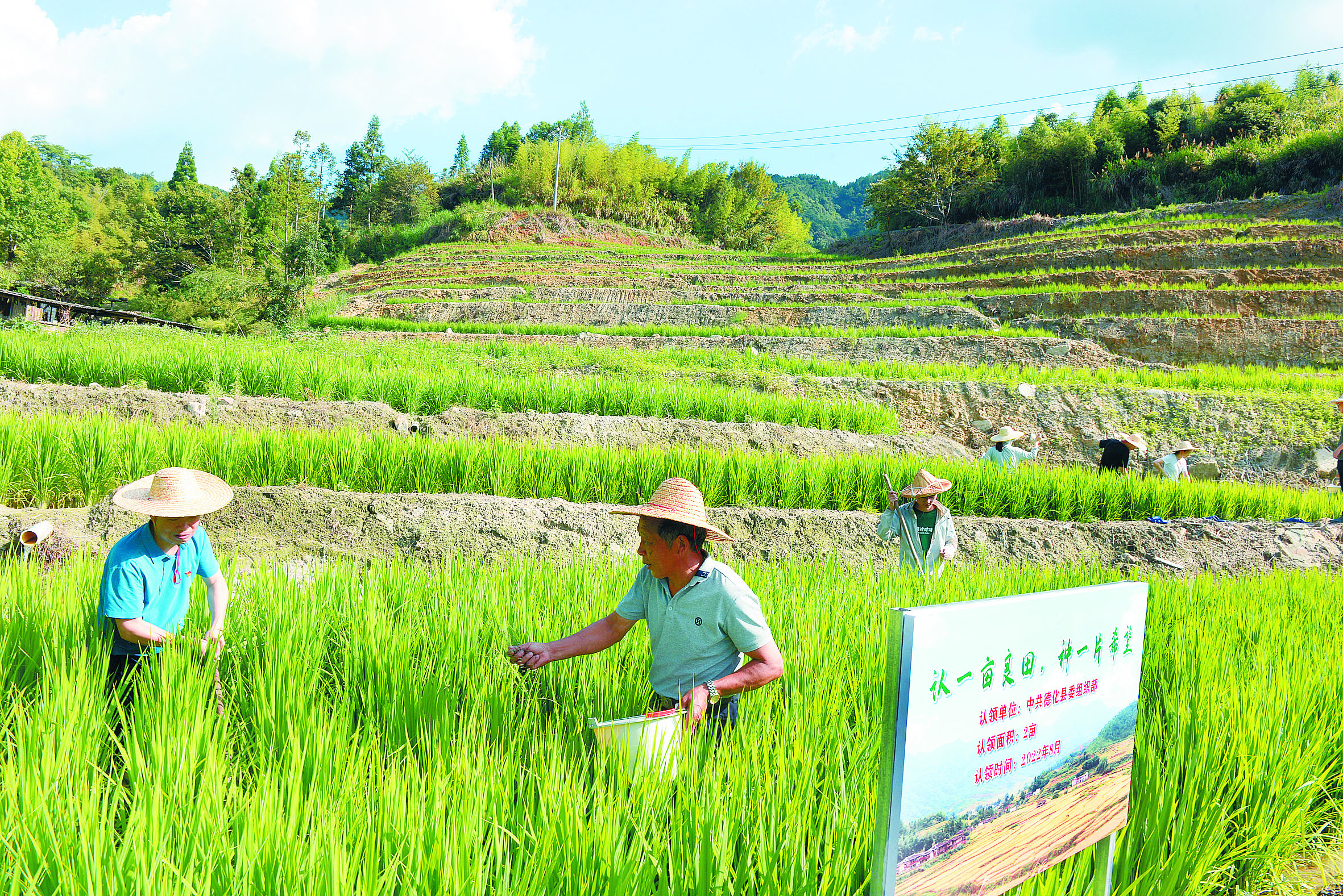 党员干部学习田间管理.jpg