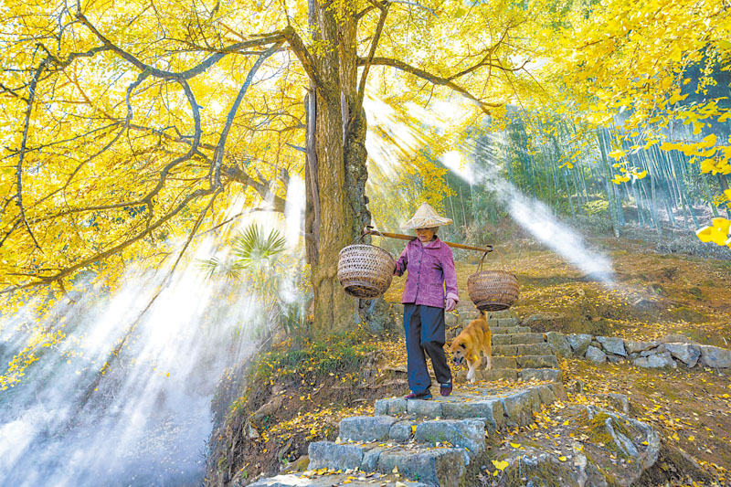 11月14日，在德化县杨梅乡安村村丁荣自然角落，村民在银杏树下经过，构成了一幅唯美的乡村画卷。.jpg