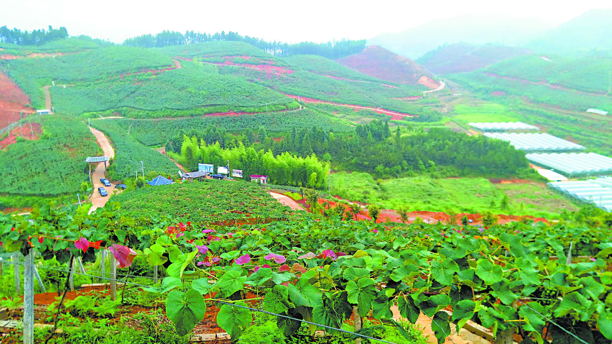 福山村漫山遍野种满山葡萄.jpg