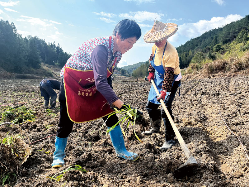 村民在种植黄花菜.jpg