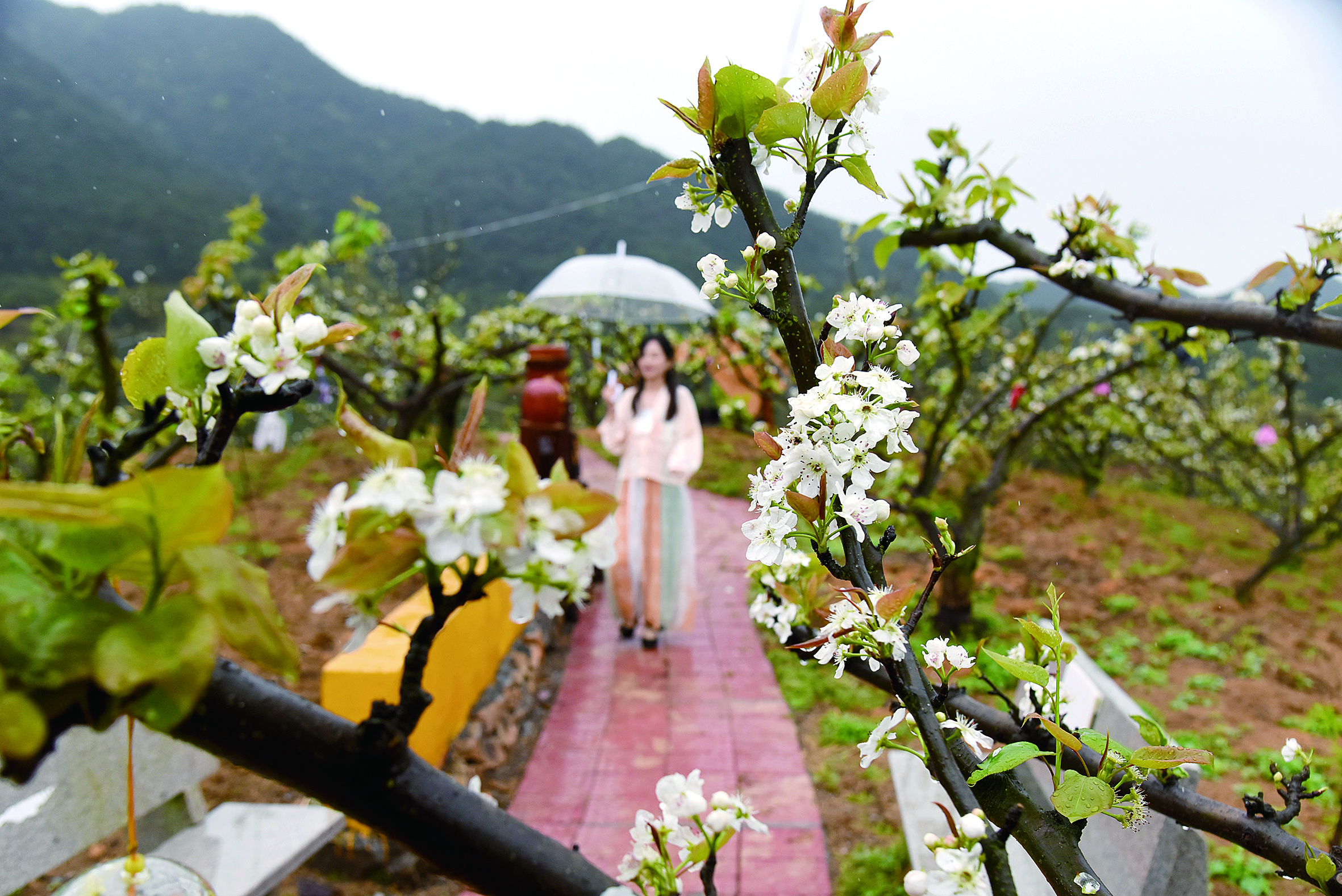 如雪梨花上枝头（林婉清  摄）.JPG