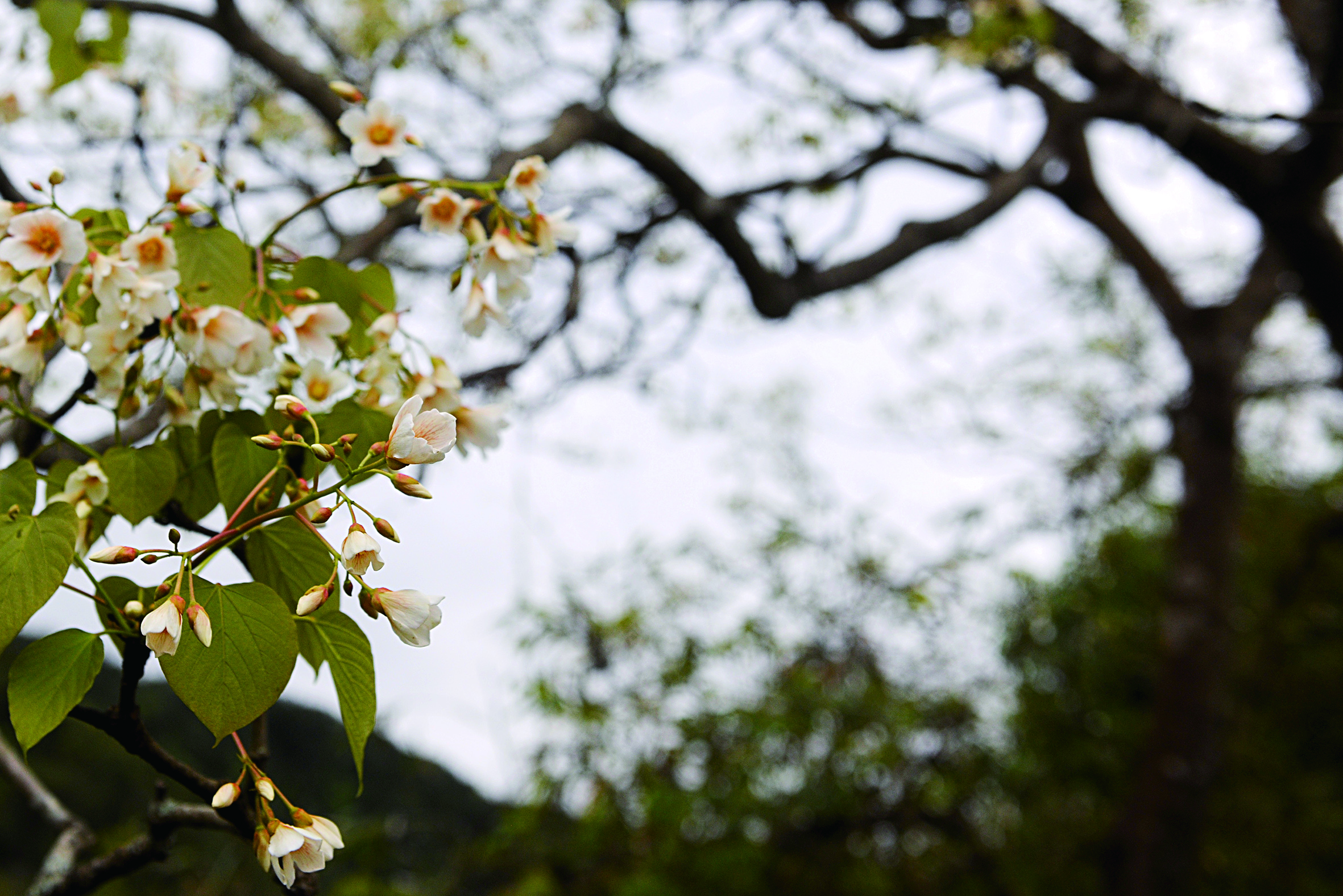 油桐花开   车走之摄于浔中石山村.JPG