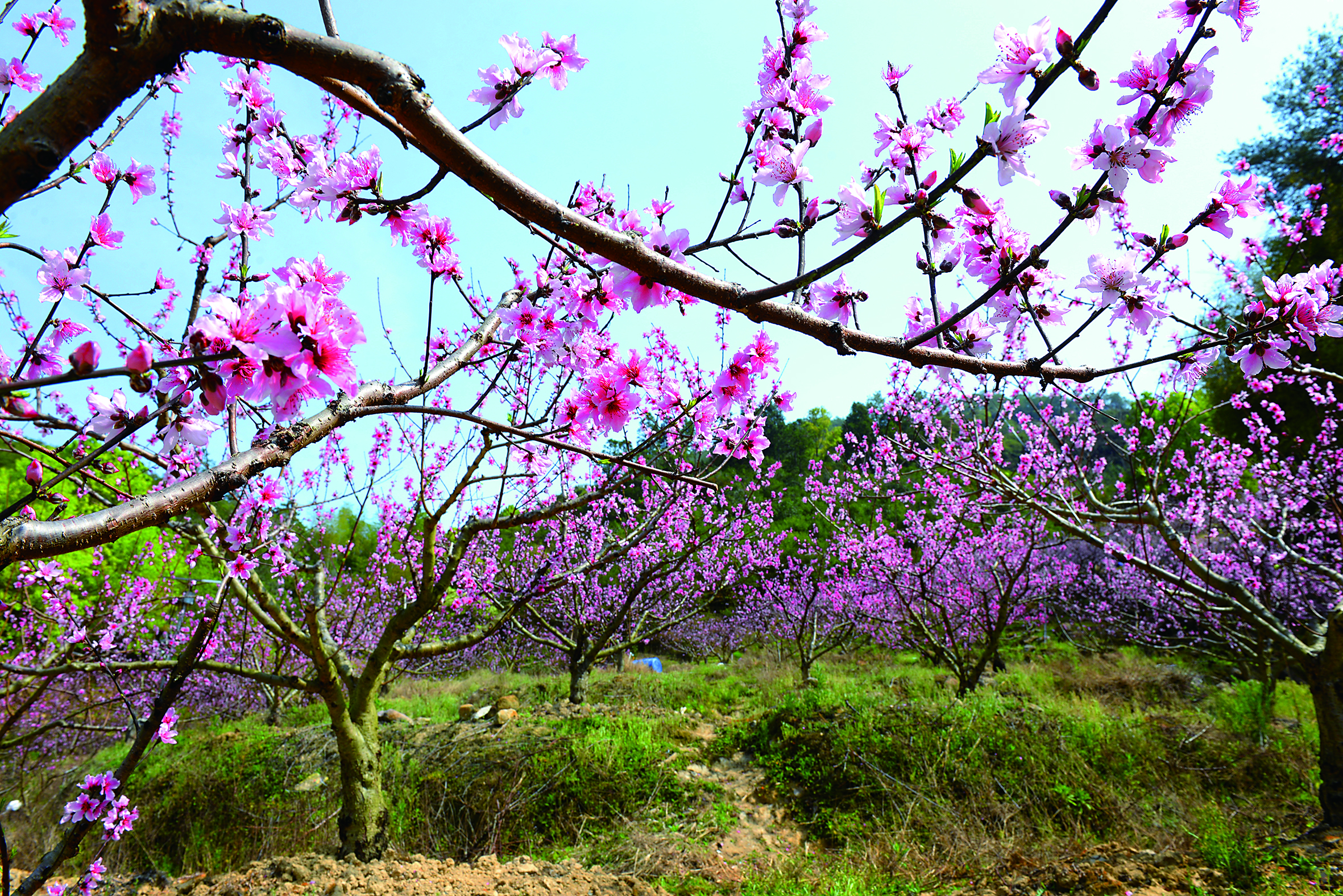 水口镇桃花盛开.jpg