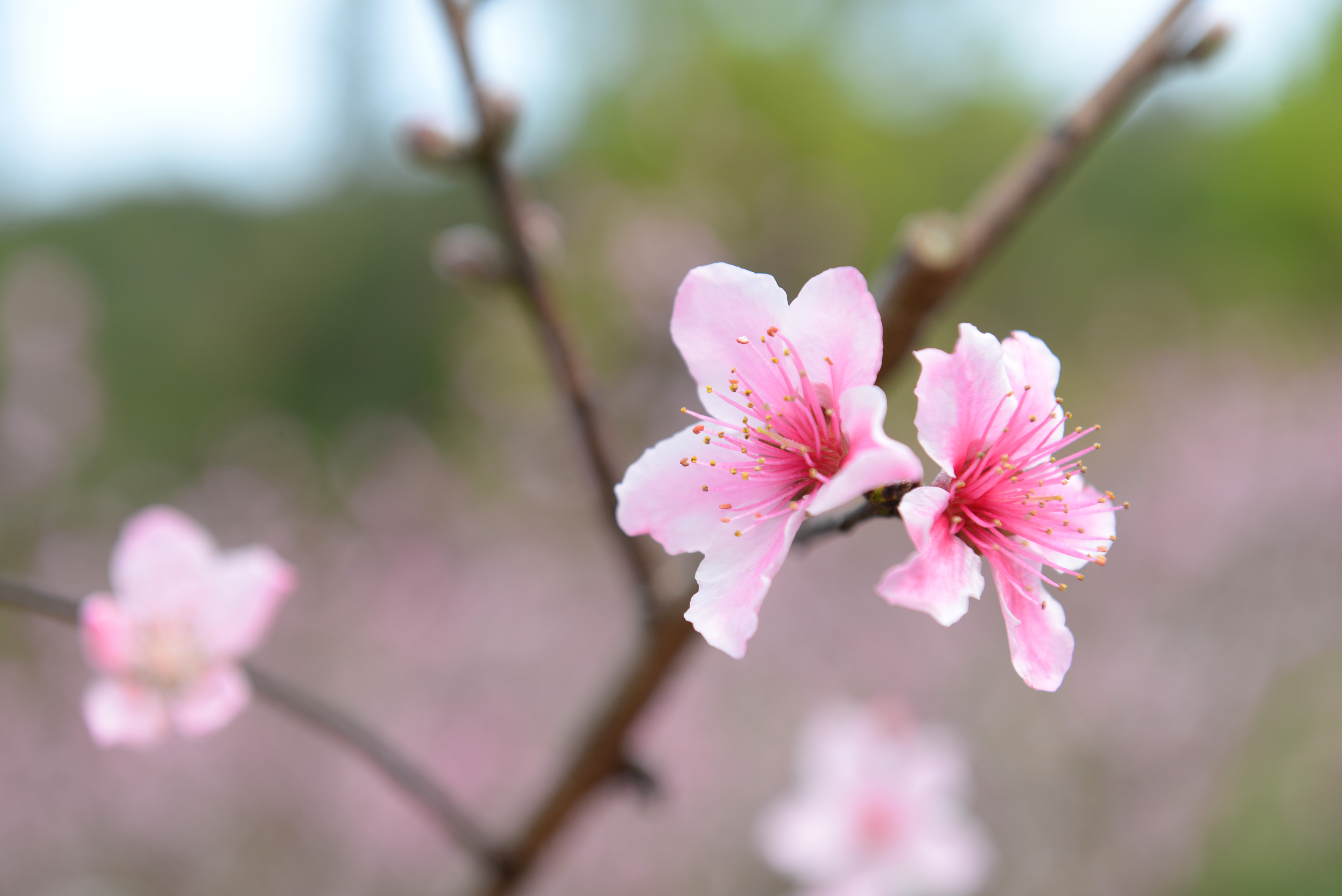 桃花朵朵迎春开.jpg