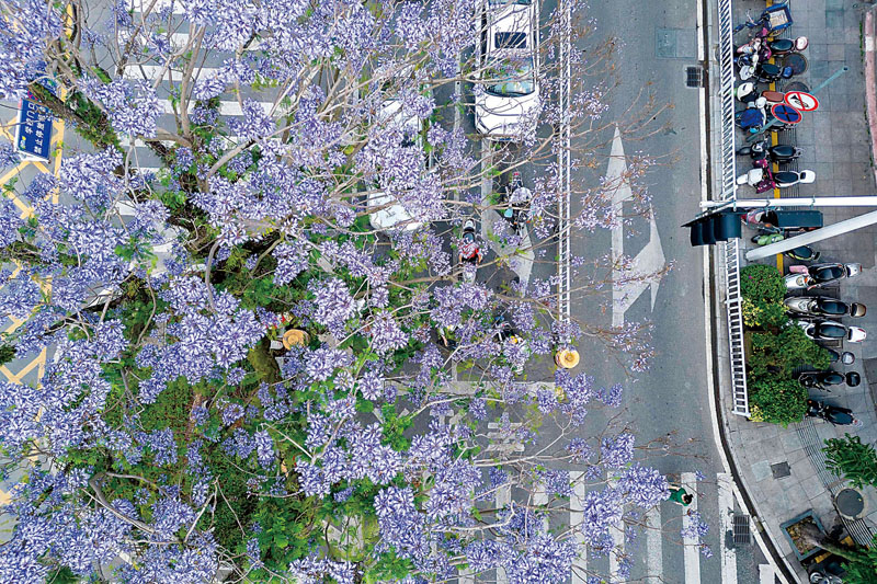 5月25日，在福建省泉州市德化县浔中镇凤池街，蓝花楹花开满树。每年初夏，绽放着紫色的花瓣在风中摇曳，十分美丽，来往行人纷纷驻足欣赏，有种浪漫蓝在街头弥漫，成为瓷都德化的靓丽风景线。 (5).jpg