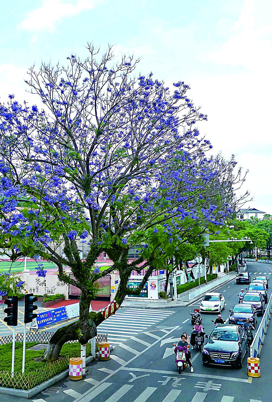 蓝花楹花开满树 成为瓷都德化的靓丽风景线.jpg