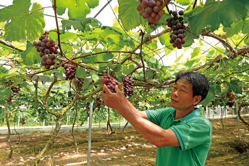 葡萄香甜喜迎客.jpg