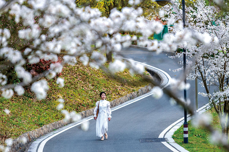 花如雪  许华森摄于九仙山.jpg