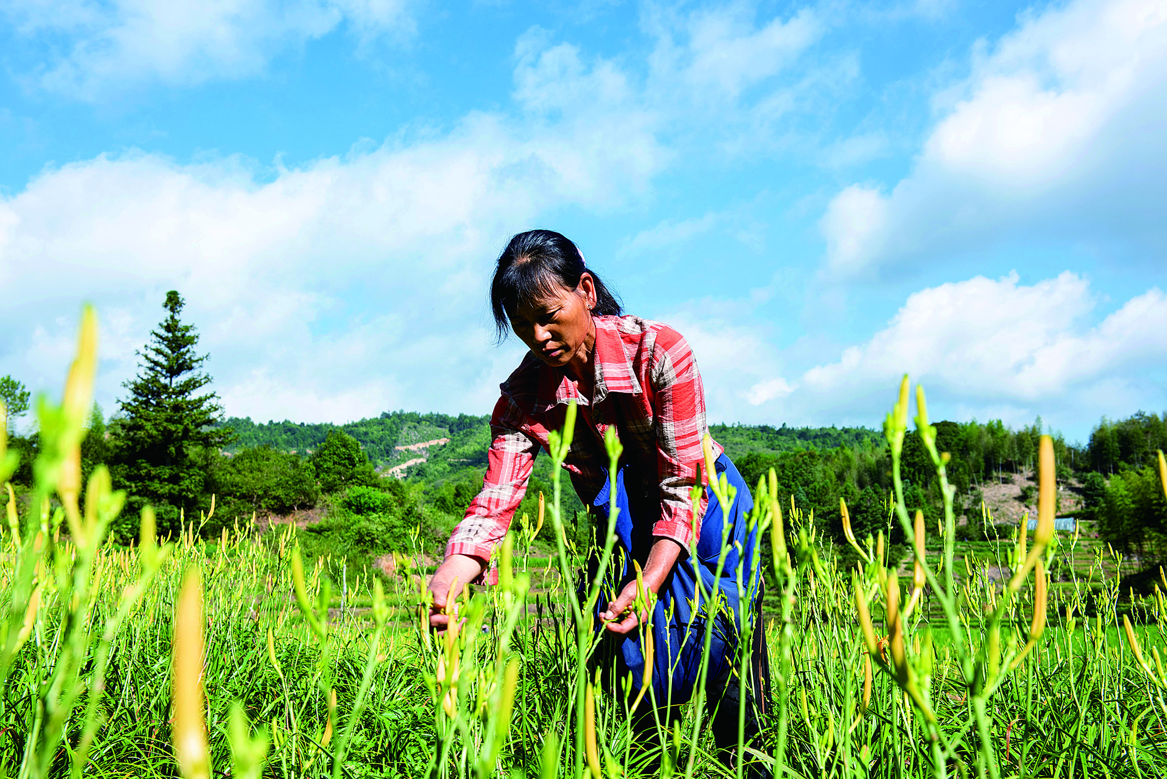 村民早早地来到基地采摘鲜嫩的黄花菜.jpg