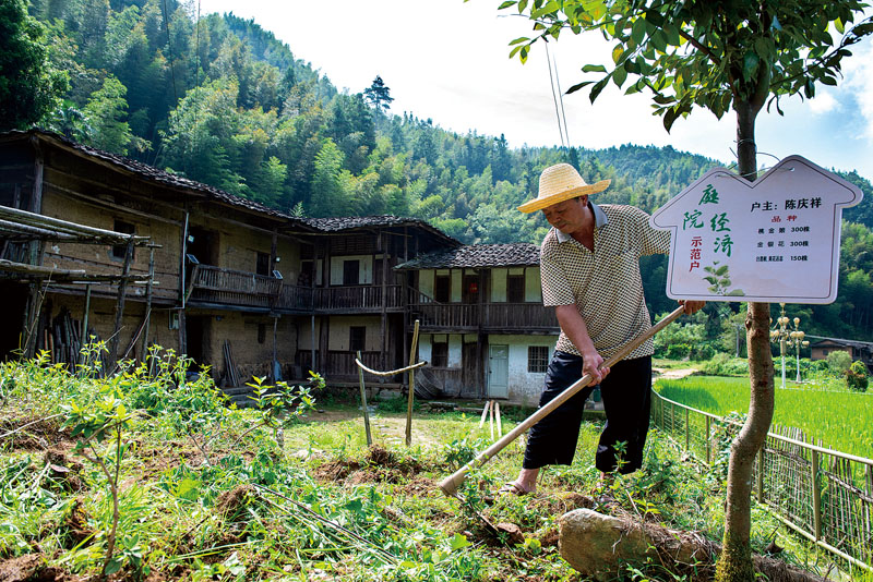 农户在庭院种植中草药，美化环境又增收.jpg