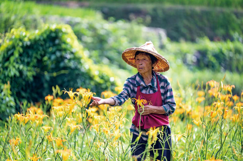 村民采摘鲜嫩的黄花菜.jpg