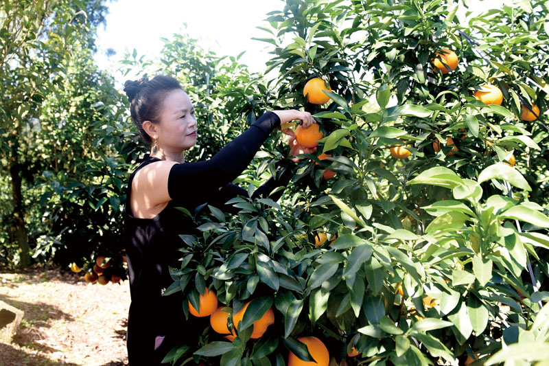 “红美人”果冻橙甜蜜上市 - 副本.jpg