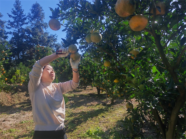 芦柑丰收时三.jpg