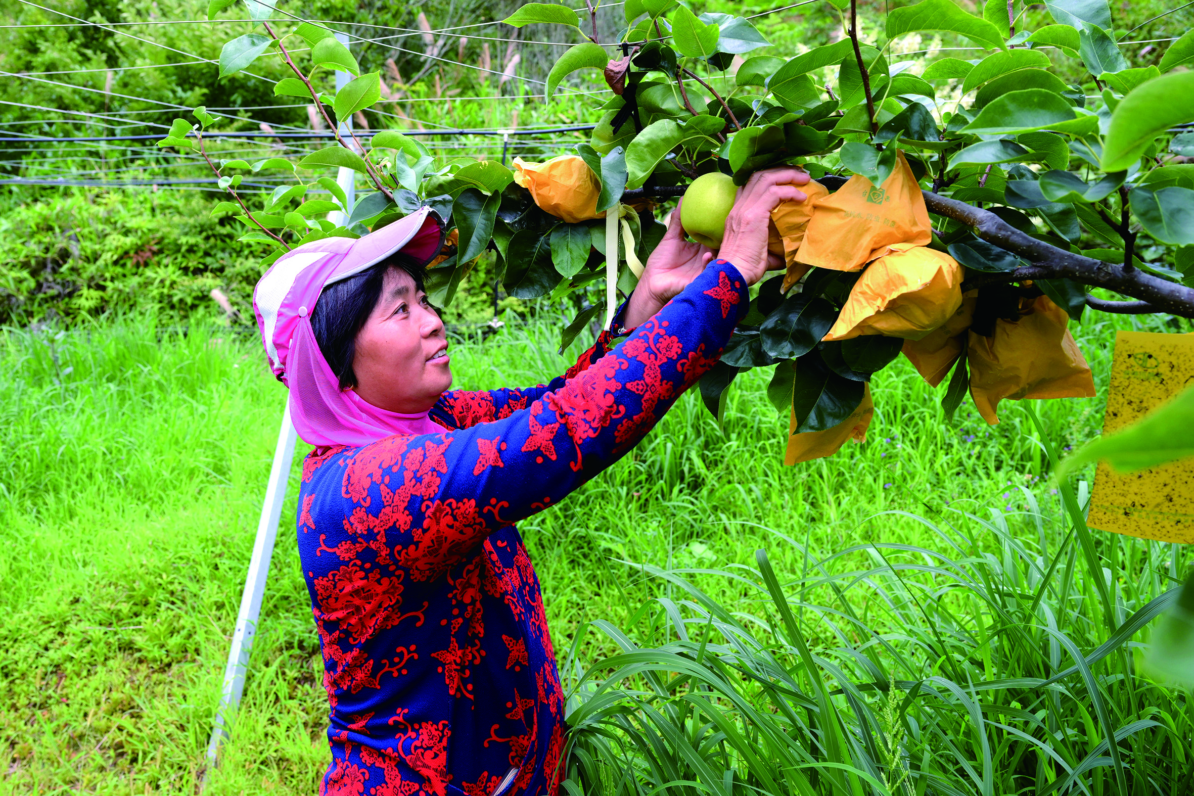 上涌镇依托水资源发展早熟梨种植基地.JPG