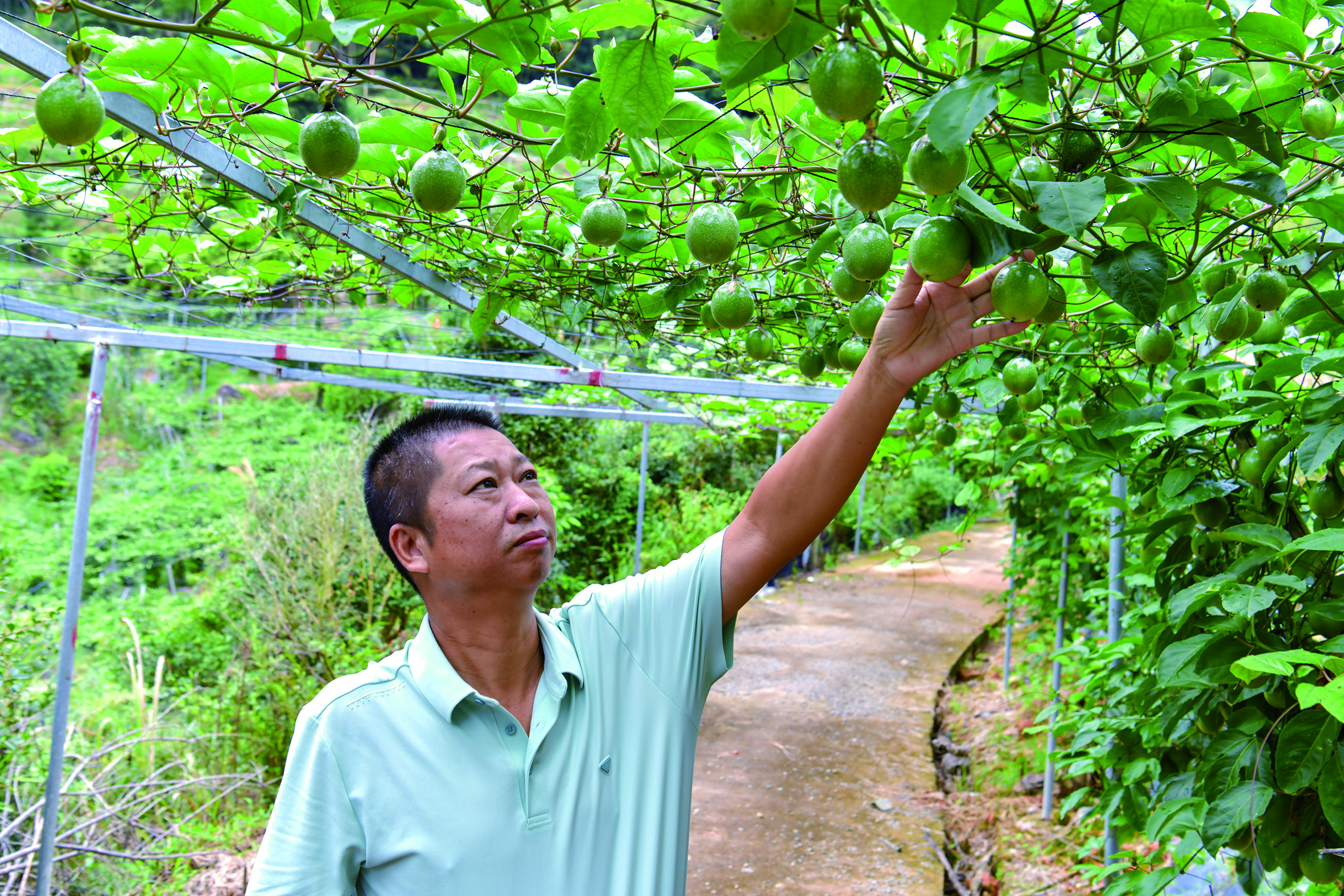 陈德挺察看百香果长势.JPG