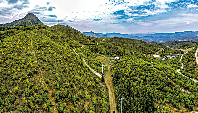 满山的油茶树生机勃勃.jpg