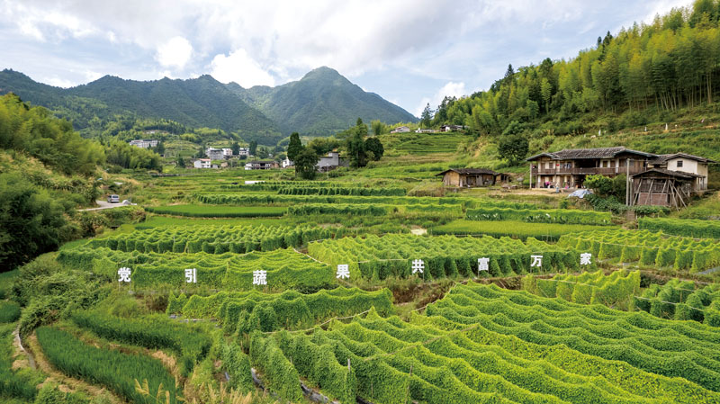 风景迷人的“拇指西瓜”农场.jpg